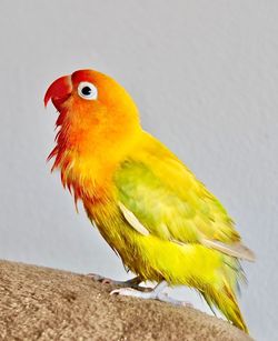 Close-up of parrot perching
