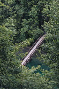 Gazebo amidst trees in forest