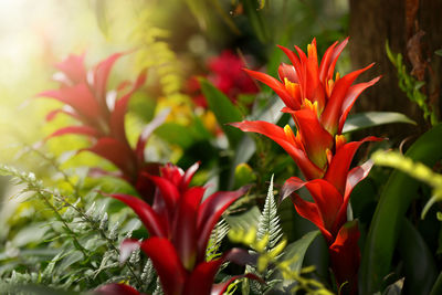 Close-up of red flowering plant