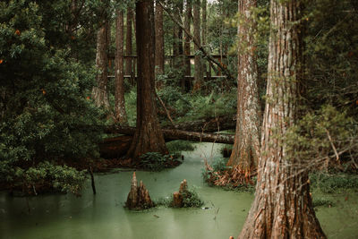 Scenic view of forest