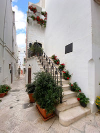 Plants growing outside building