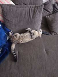 High angle view of cat sleeping on sofa at home