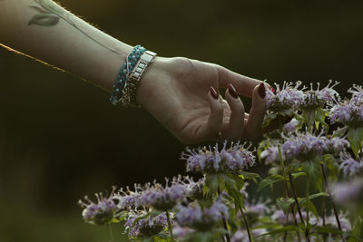 Close-up of hand on purple flowering plant