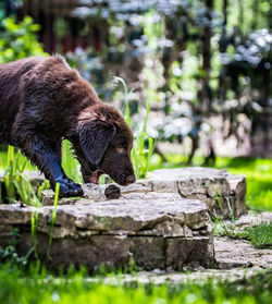 View of dog on rock