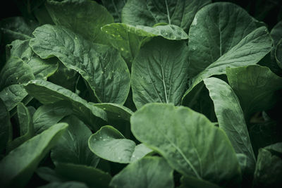 Close-up of wet leaves