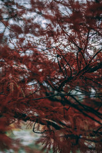 Low angle view of trees during autumn