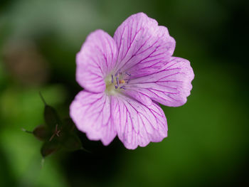 Close-up of pink rose flower