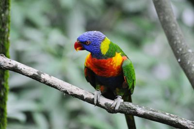 Close-up of parrot perching on branch