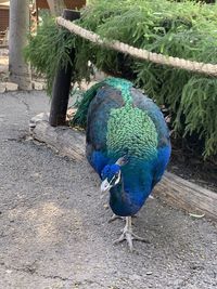High angle view of peacock perching on plant