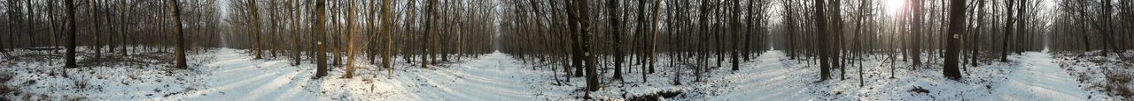 Full frame shot of snow covered trees