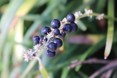 Close-up of grapes