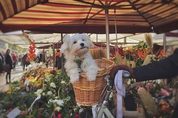 Cropped hand riding bicycle with dog at street market