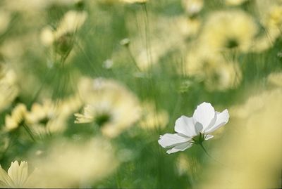 Close-up of white flower blooming outdoors