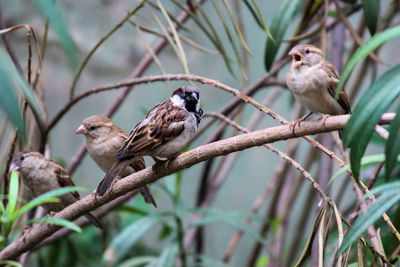 Birds perching on a tree--interregnum 