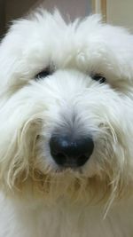 Close-up of dog