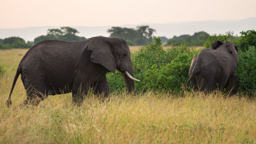 African elephant, loxodonta africana,  queen elizabeth national park, uganda