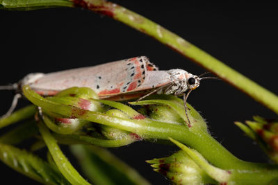 Close-up of insect on leaf