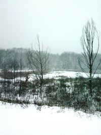 Bare trees on snow covered landscape against clear sky