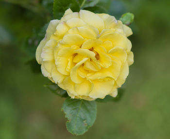 Close-up of yellow flower blooming outdoors