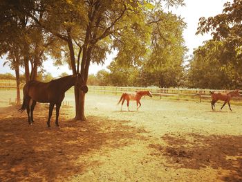 Horses in the field