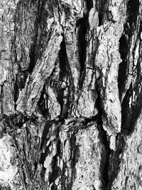 Full frame shot of tree trunk