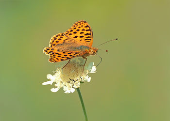 Close-up of butterfly pollinating on flower