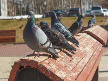 Close-up group of pigeons perching on the city square 