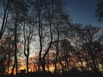 Silhouette of trees at sunset