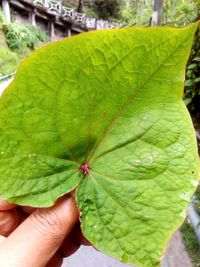 Close-up of hand holding green leaf