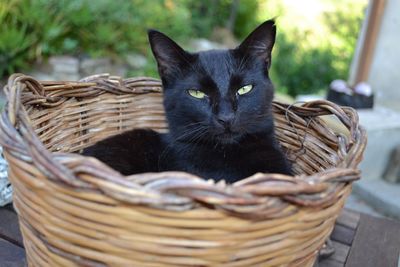 Close-up of cat in basket