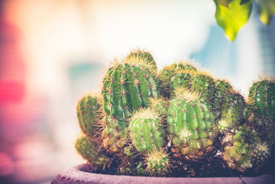 Close-up of cactus plant