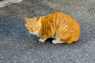 High angle view of tabby cat on street