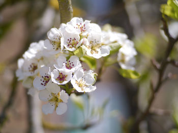 Close-up of white flowers blooming in park