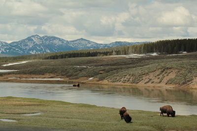 View of sheep grazing in field