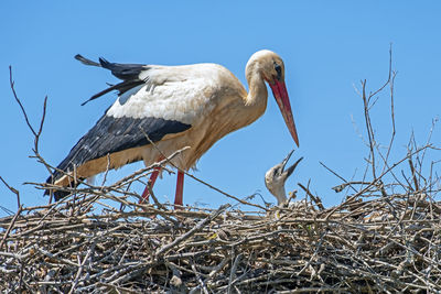 Low angle view of bird perching on nest against sky