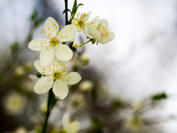 Close-up of white cherry blossoms