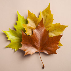 Close-up of dry leaf on white background