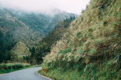 Road by trees on mountain