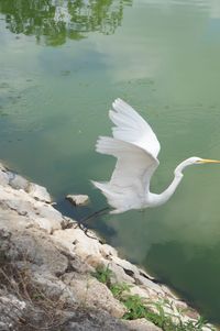 Swan on lake