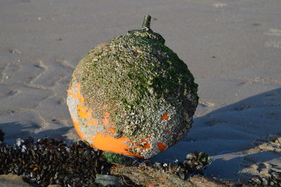 High angle view of plant on beach