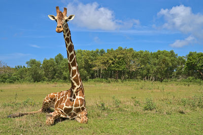 Giraffe on calauit island in the safari park