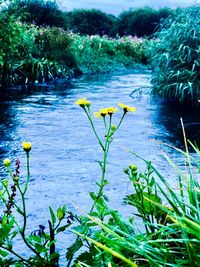 Plants growing by lake