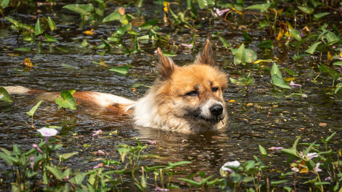 Portrait of dog on field