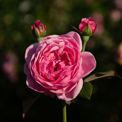 Close-up of pink rose