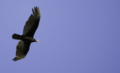 Low angle view of eagle flying against clear blue sky