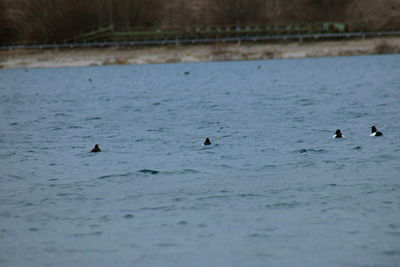 Ducks swimming in lake