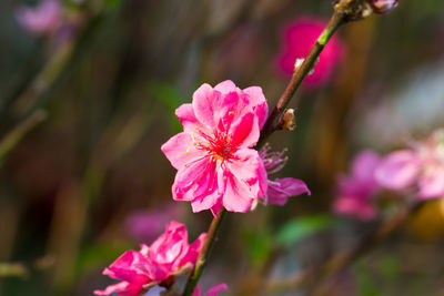 Close-up of pink flowers