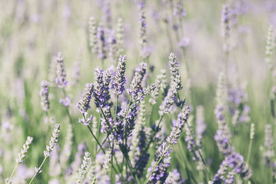 Close-up of purple flowers growing in field