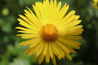 Close-up of yellow flower