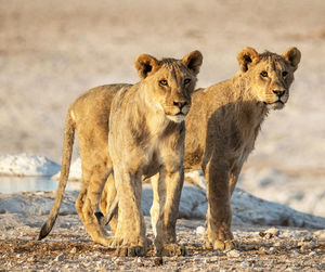 View of a cats